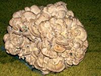Polypore en touffe. Cliquer pour agrandir l'image.