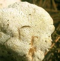 Polypore en touffe. Cliquer pour agrandir l'image.