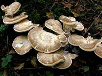 Polypore en touffe. Cliquer pour agrandir l'image.