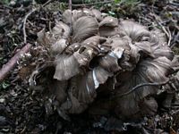 Polypore en touffe. Cliquer pour agrandir l'image.