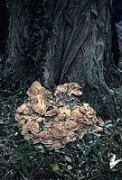 Polypore géant. Cliquer pour agrandir l'image.