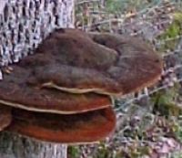 Polypore hispide. Cliquer pour agrandir l'image.