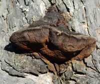 Polypore hispide. Sur pommier. Villars. Cliquer pour agrandir l'image.