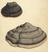 Polypore marginé. Dessin. Cliquer pour agrandir l'image.