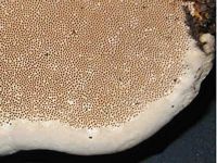 Pores. Cliquer pour agrandir l'image.
