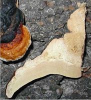 Polypore marginé. Cliquer pour agrandir l'image.