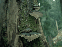 Polypore marginé. Cliquer pour agrandir l'image.