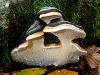 Polypore marginé. Cliquer pour agrandir l'image.