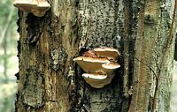 Polypore marginé. Cliquer pour agrandir l'image.