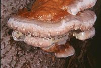 Polypore marginé. Cliquer pour agrandir l'image. Polypore marginé. Cliquer pour agrandir l'image.