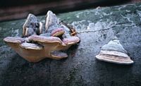 Polypore marginé. Cliquer pour agrandir l'image.