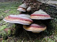 Polypore marginé. Cliquer pour agrandir l'image.