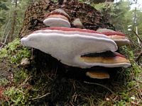 Polypore marginé. Cliquer pour agrandir l'image.