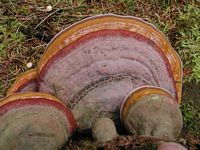 Polypore marginé. Cliquer pour agrandir l'image.