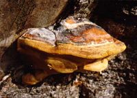Polypore marginé. Cliquer pour agrandir l'image.