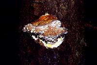 Polypore marginé. Cliquer pour agrandir l'image.