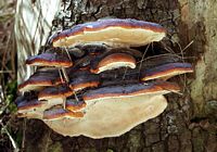 Polypore marginé. Cliquer pour agrandir l'image.