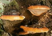 Polypore marginé. Cliquer pour agrandir l'image.