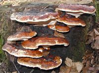 Polypore marginé. Cliquer pour agrandir l'image.