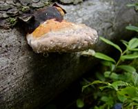 Polypore marginé. Cliquer pour agrandir l'image.