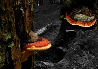 Polypore marginé. Cliquer pour agrandir l'image.