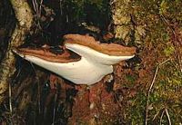 Polypore marginé. Cliquer pour agrandir l'image.