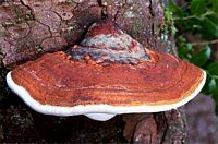 Polypore marginé. Cliquer pour agrandir l'image.