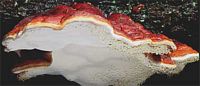Polypore marginé. Cliquer pour agrandir l'image.