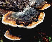 Polypore marginé. Cliquer pour agrandir l'image.