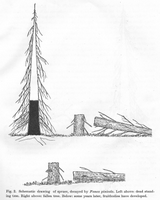Attaque des coniferes. Cliquer pour agrandir l'image.
