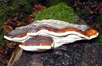Polypore marginé. Cliquer pour agrandir l'image.