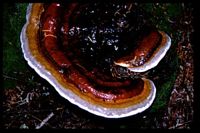 Polypore marginé. Cliquer pour agrandir l'image.