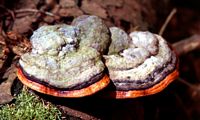 Polypore marginé aux Roches