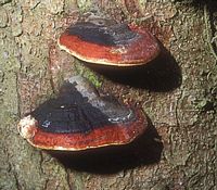 Polypore marginé. Cliquer pour agrandir l'image.