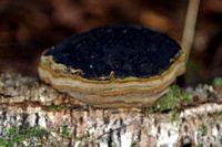 Polypore officinal. Aux Roches. Cliquer pour agrandir l'image.