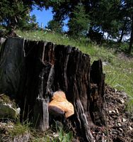 Polypore officinal. Cliquer pour agrandir l'image.