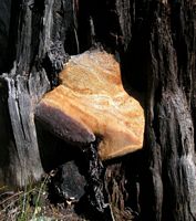Polypore officinal. Cliquer pour agrandir l'image.
