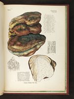 Polypore officinal. Planche d'identification kohler2. Cliquer pour agrandir l'image.