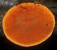 Polypore rouge cinabre. Cliquer pour agrandir l'image.