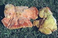 Polypore soufré. Cliquer pour agrandir l'image.