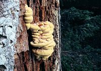 Polypore soufré. Cliquer pour agrandir l'image.