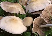 Psathyrelle de Candolle. Cliquer pour agrandir l'image.