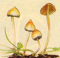 Psilocybe lancéolé. Dessin. Cliquer pour agrandir l'image.