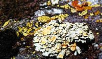 Rhizoplaque blanche et or. Cliquer pour agrandir l'image.