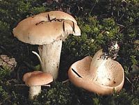 Rhodocybe tronqué. Cliquer pour agrandir l'image.