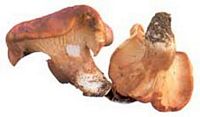 Rhodocybe tronqué. Cliquer pour agrandir l'image.