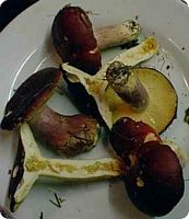 Russule âcre. Cliquer pour agrandir l'image.
