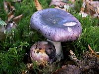 Russule charbonnière. Cliquer pour agrandir l'image.