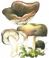Russule charbonnière. Dessin. Cliquer pour agrandir l'image.