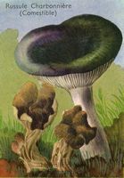 Russule charbonnière. Dessin d'identification avec helvelle crépue. Cliquer pour agrandir l'image.